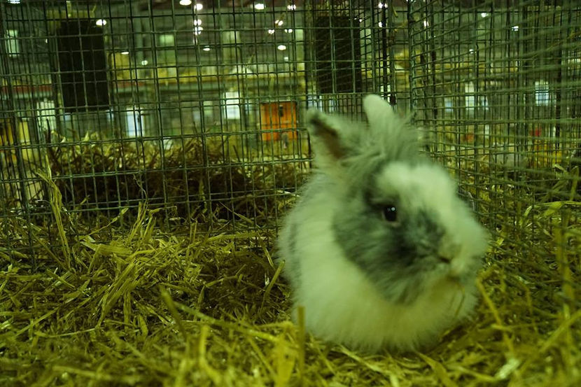  - EXPOZIȚIA EUROPEANĂ - HERNING 2018