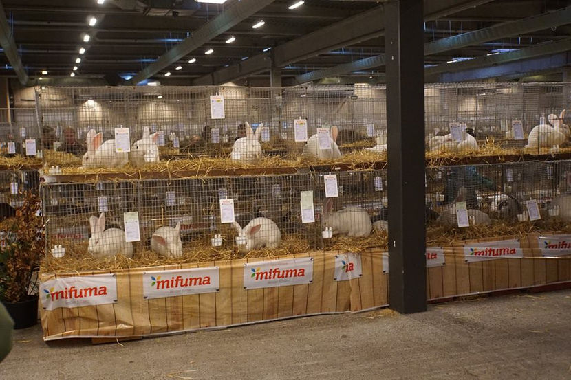  - EXPOZIȚIA EUROPEANĂ - HERNING 2018