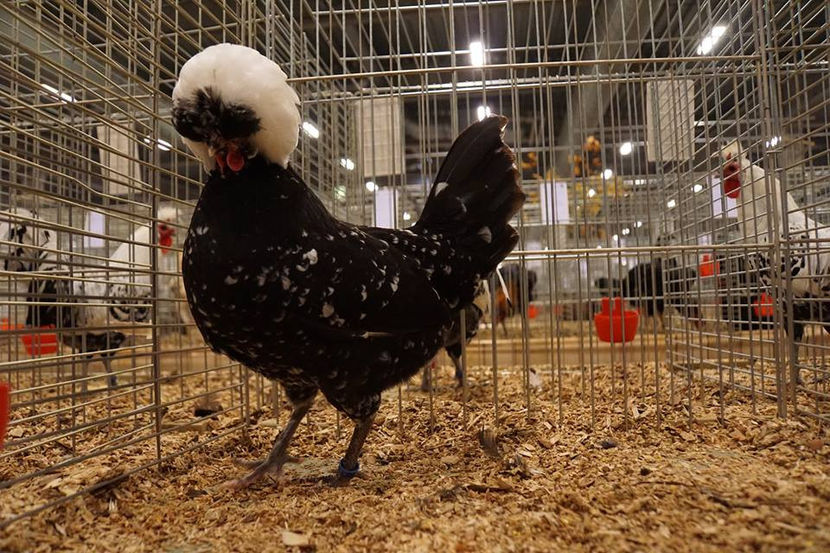  - EXPOZIȚIA EUROPEANĂ - HERNING 2018