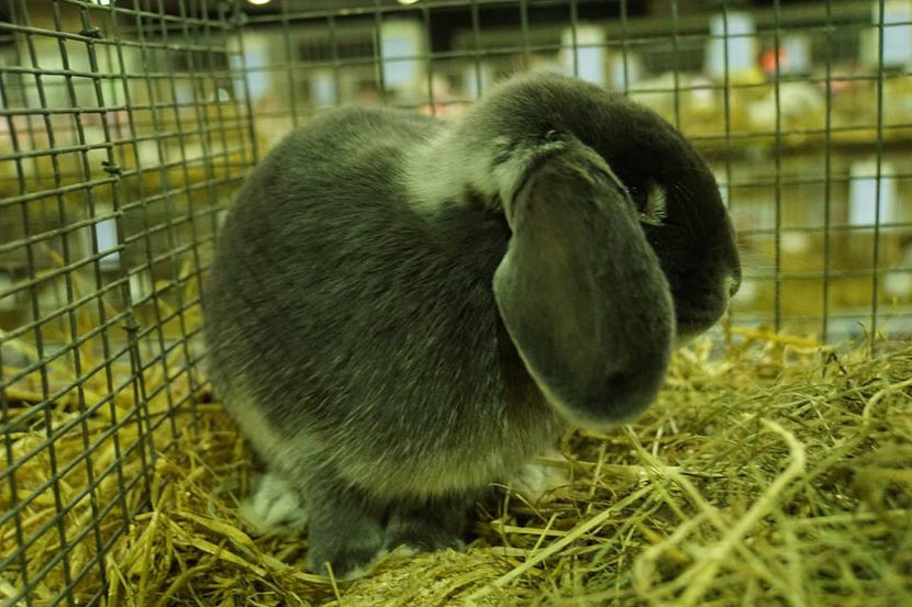  - EXPOZIȚIA EUROPEANĂ - HERNING 2018