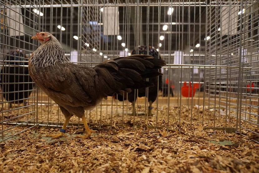  - EXPOZIȚIA EUROPEANĂ - HERNING 2018