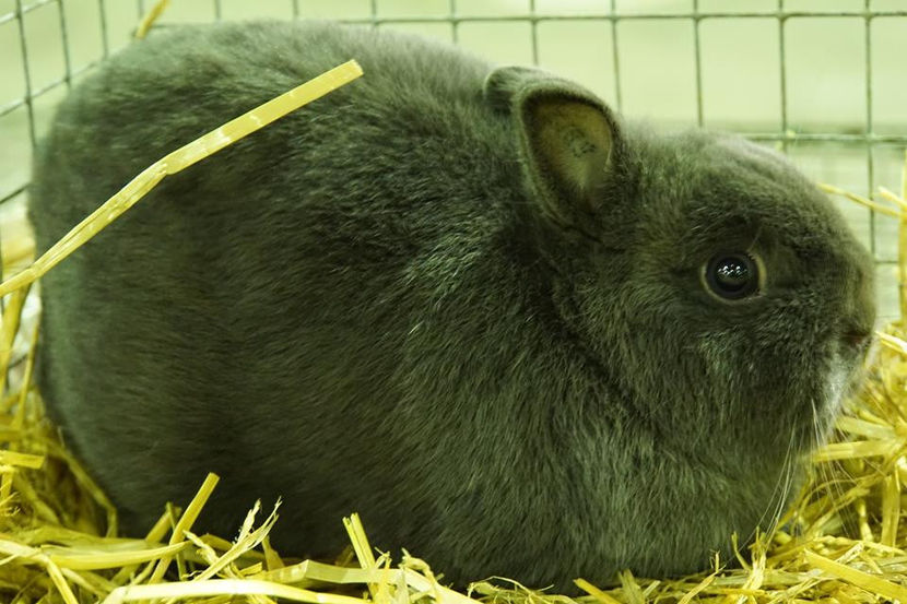  - EXPOZIȚIA EUROPEANĂ - HERNING 2018