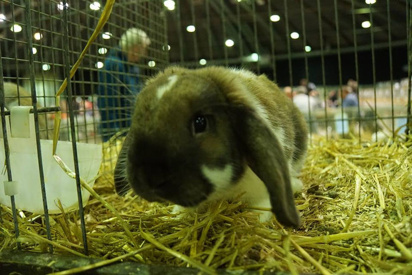  - EXPOZIȚIA EUROPEANĂ - HERNING 2018