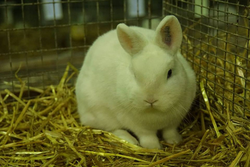  - EXPOZIȚIA EUROPEANĂ - HERNING 2018