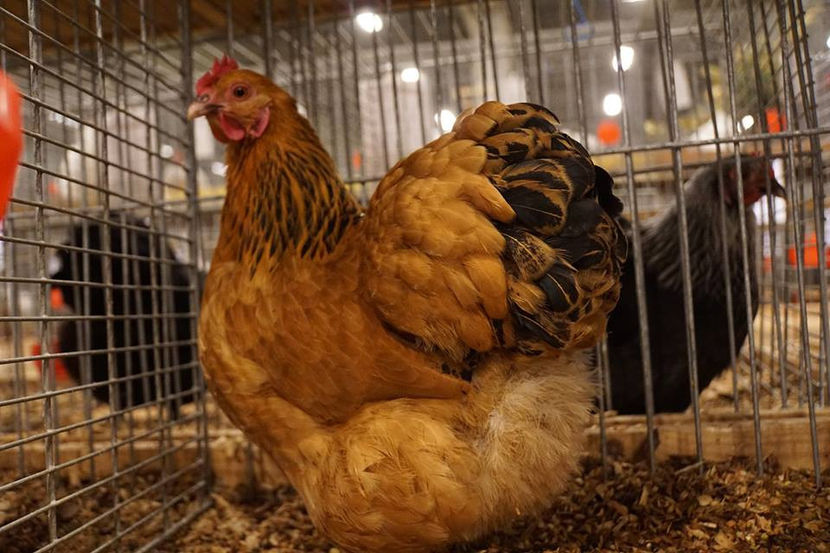  - EXPOZIȚIA EUROPEANĂ - HERNING 2018