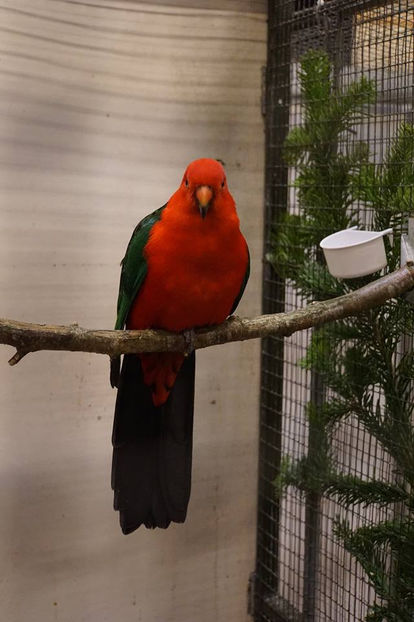  - EXPOZIȚIA EUROPEANĂ - HERNING 2018