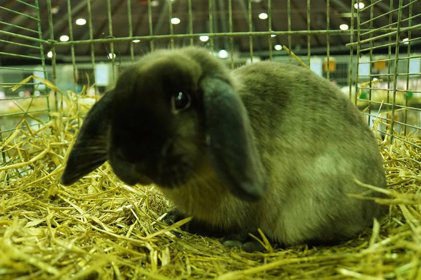  - EXPOZIȚIA EUROPEANĂ - HERNING 2018