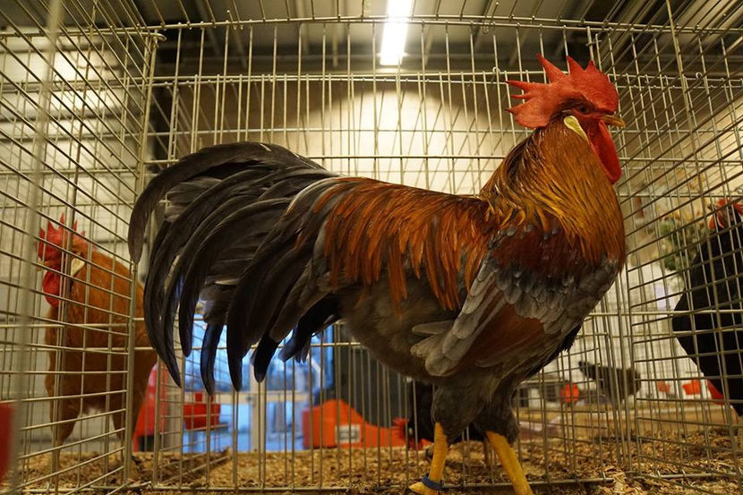  - EXPOZIȚIA EUROPEANĂ - HERNING 2018