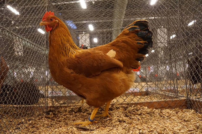  - EXPOZIȚIA EUROPEANĂ - HERNING 2018