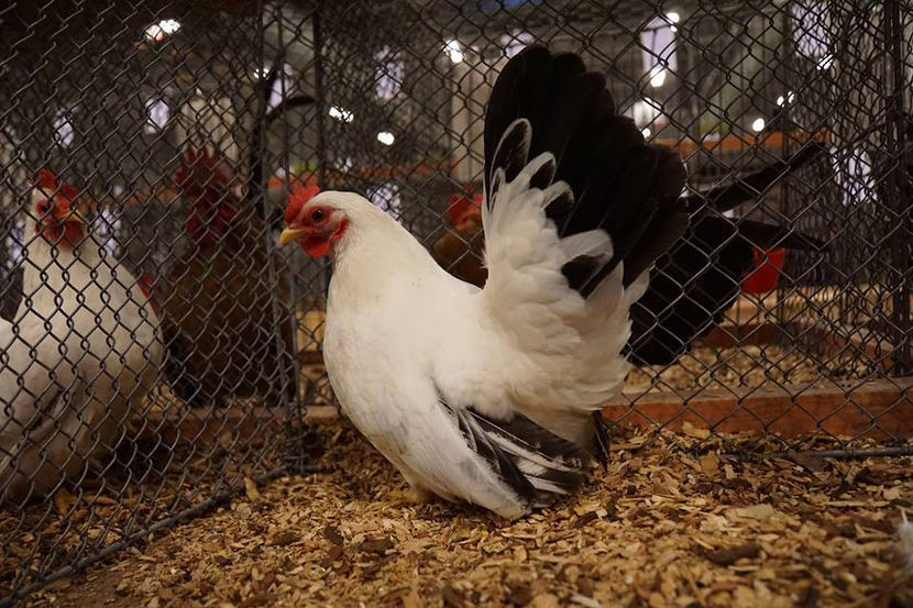  - EXPOZIȚIA EUROPEANĂ - HERNING 2018