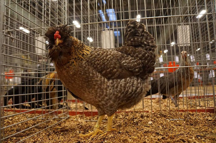  - EXPOZIȚIA EUROPEANĂ - HERNING 2018