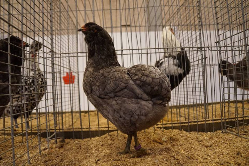  - EXPOZIȚIA EUROPEANĂ - HERNING 2018