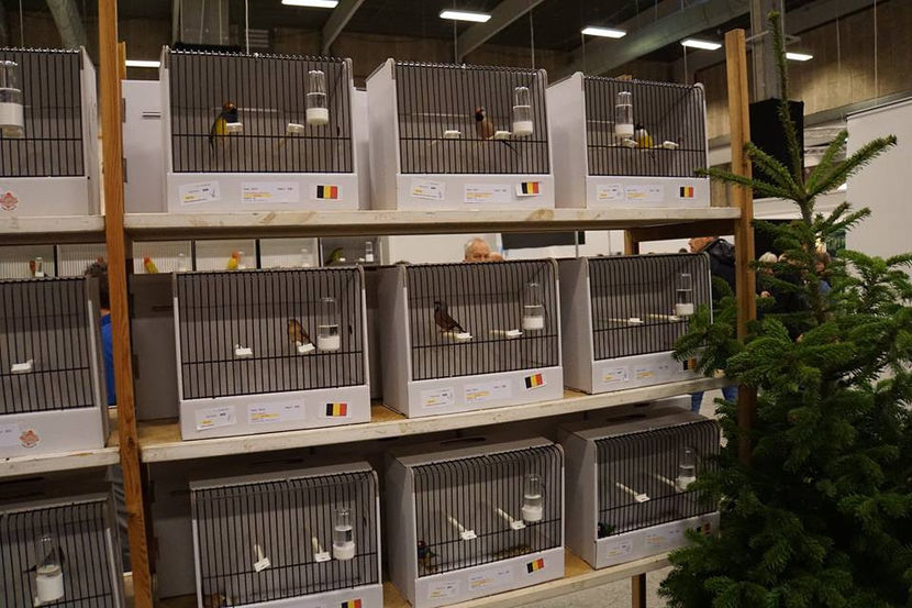  - EXPOZIȚIA EUROPEANĂ - HERNING 2018