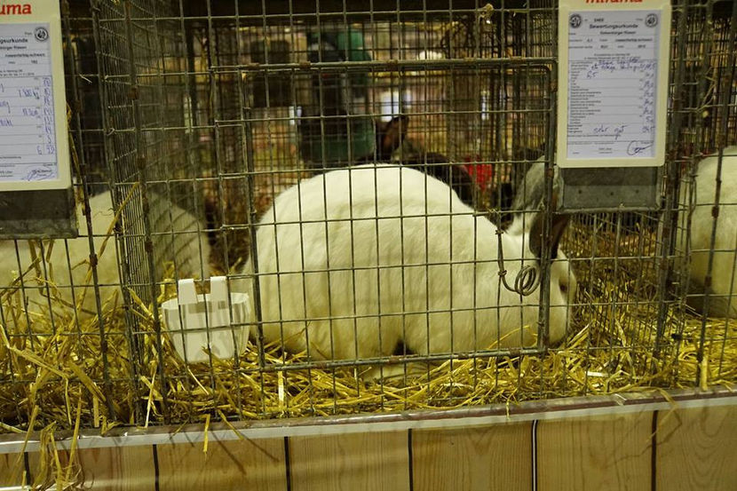  - EXPOZIȚIA EUROPEANĂ - HERNING 2018