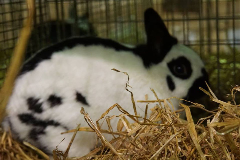  - EXPOZIȚIA EUROPEANĂ - HERNING 2018