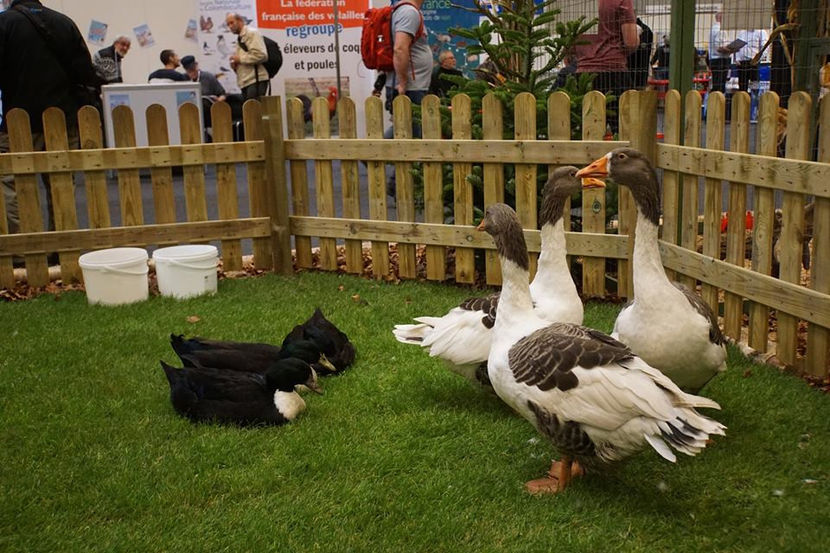  - EXPOZIȚIA EUROPEANĂ - HERNING 2018