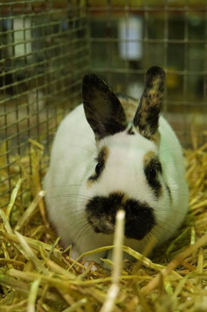  - EXPOZIȚIA EUROPEANĂ - HERNING 2018