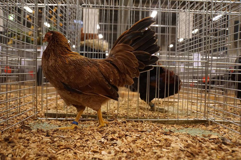  - EXPOZIȚIA EUROPEANĂ - HERNING 2018