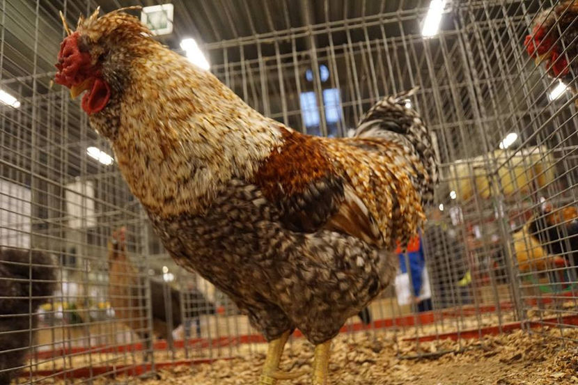  - EXPOZIȚIA EUROPEANĂ - HERNING 2018