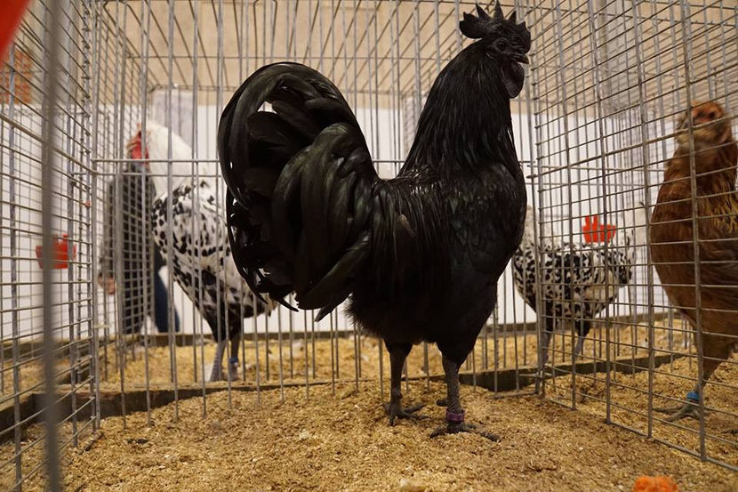  - EXPOZIȚIA EUROPEANĂ - HERNING 2018