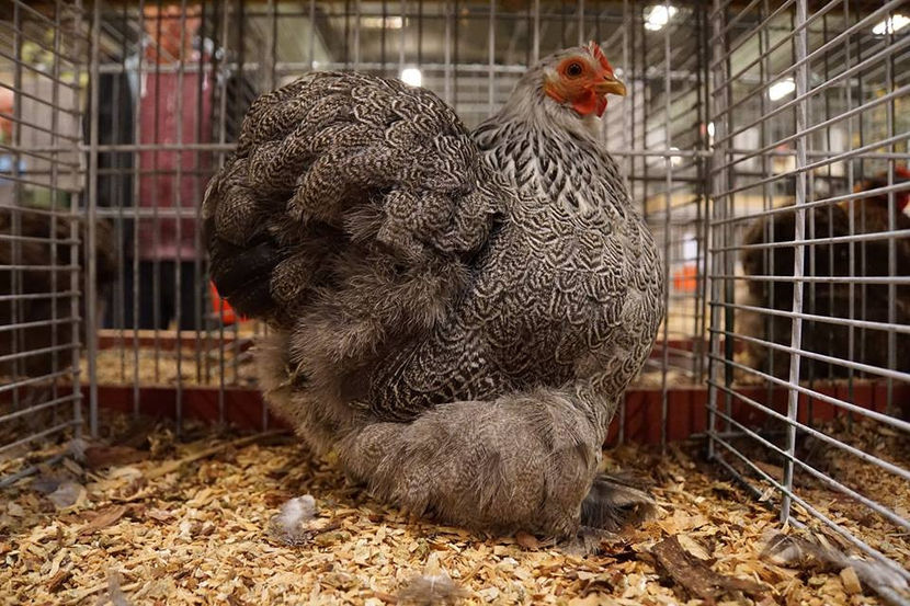  - EXPOZIȚIA EUROPEANĂ - HERNING 2018