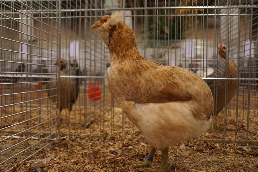  - EXPOZIȚIA EUROPEANĂ - HERNING 2018