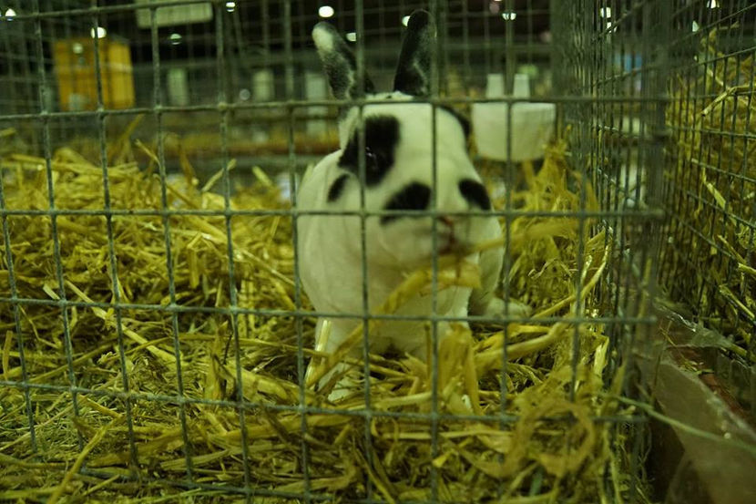  - EXPOZIȚIA EUROPEANĂ - HERNING 2018