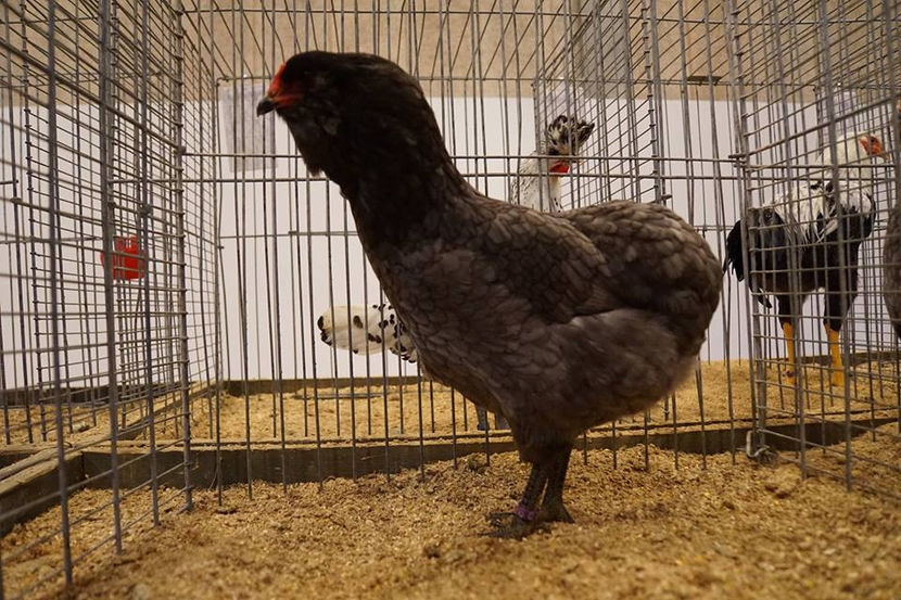  - EXPOZIȚIA EUROPEANĂ - HERNING 2018