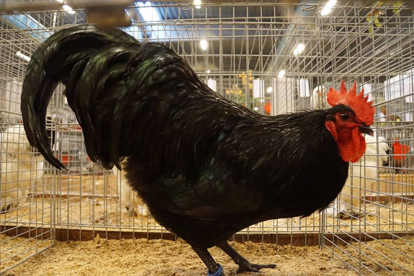  - EXPOZIȚIA EUROPEANĂ - HERNING 2018