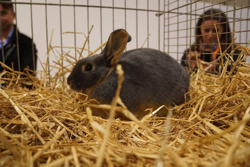  - EXPOZIȚIA EUROPEANĂ - HERNING 2018