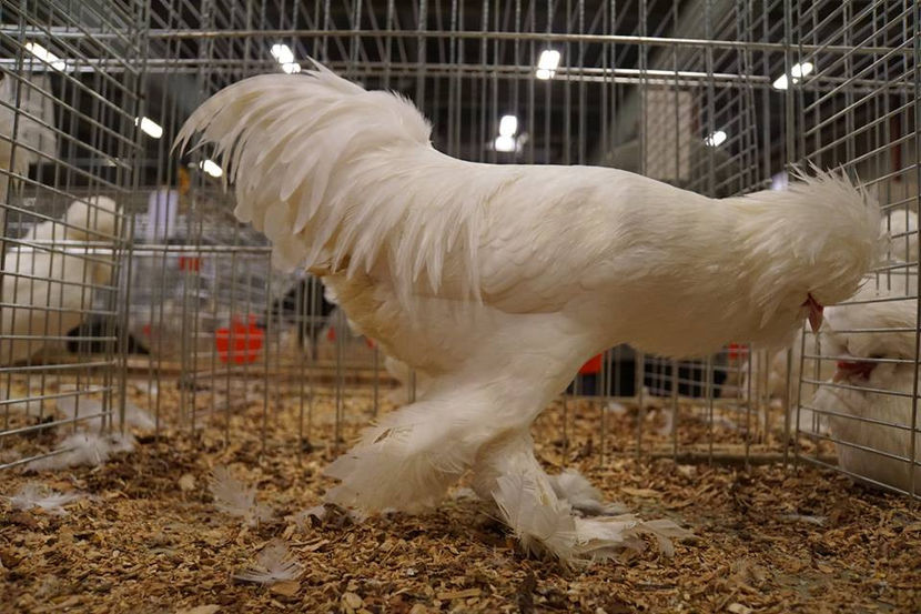  - EXPOZIȚIA EUROPEANĂ - HERNING 2018