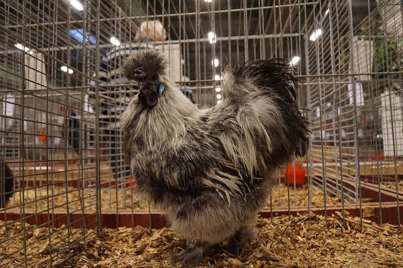  - EXPOZIȚIA EUROPEANĂ - HERNING 2018