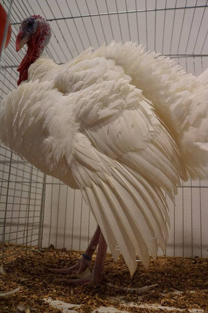  - EXPOZIȚIA EUROPEANĂ - HERNING 2018