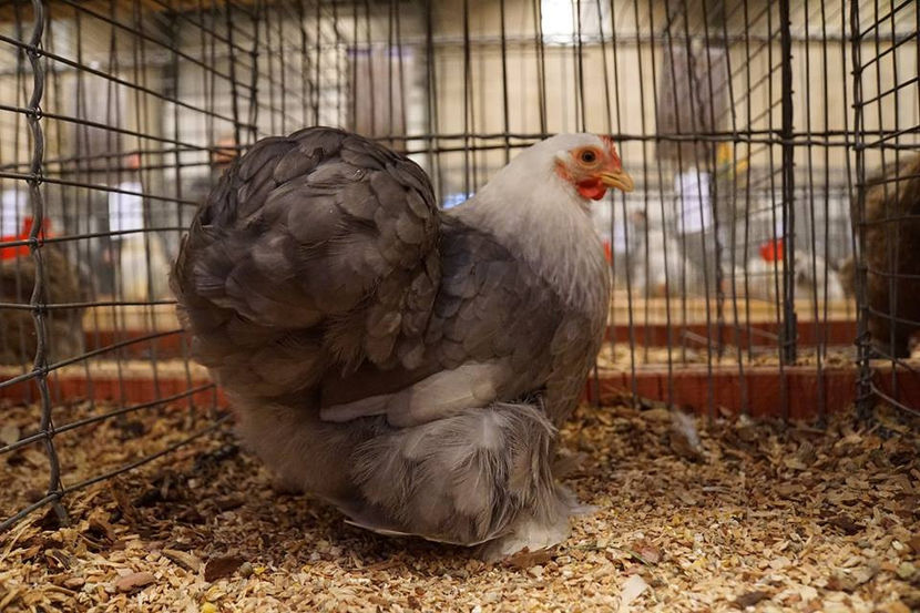  - EXPOZIȚIA EUROPEANĂ - HERNING 2018