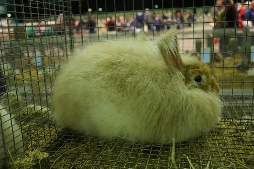  - EXPOZIȚIA EUROPEANĂ - HERNING 2018