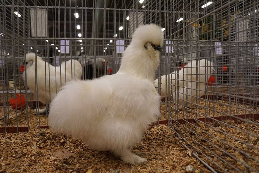  - EXPOZIȚIA EUROPEANĂ - HERNING 2018