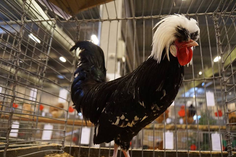  - EXPOZIȚIA EUROPEANĂ - HERNING 2018