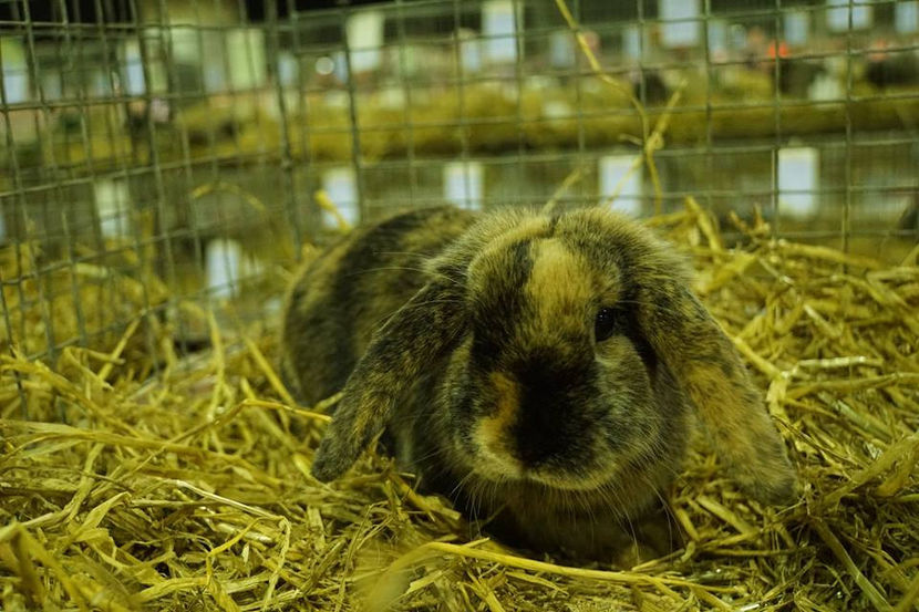  - EXPOZIȚIA EUROPEANĂ - HERNING 2018