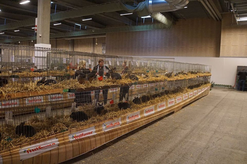  - EXPOZIȚIA EUROPEANĂ - HERNING 2018