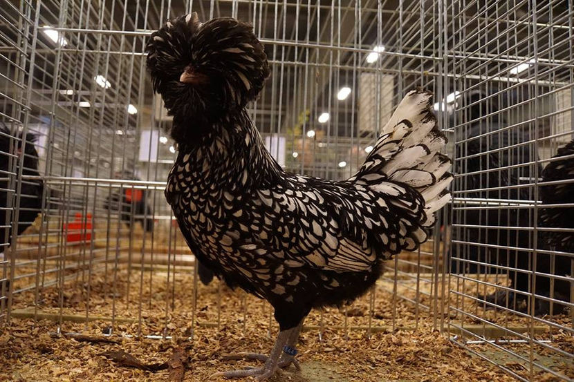  - EXPOZIȚIA EUROPEANĂ - HERNING 2018