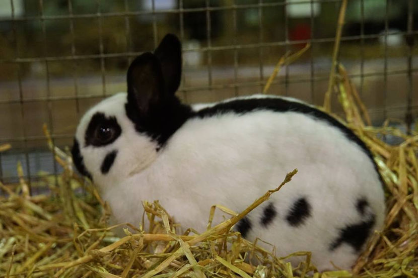  - EXPOZIȚIA EUROPEANĂ - HERNING 2018