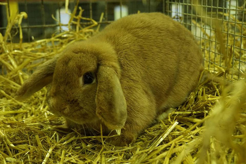  - EXPOZIȚIA EUROPEANĂ - HERNING 2018