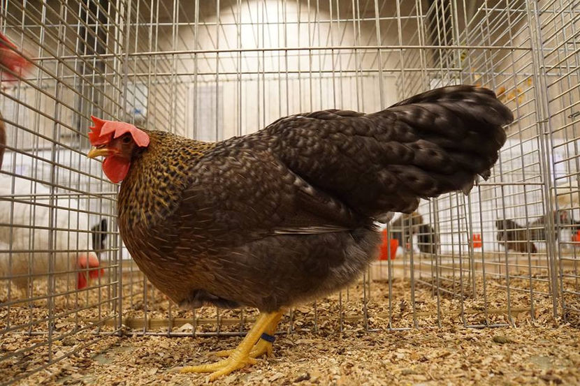  - EXPOZIȚIA EUROPEANĂ - HERNING 2018