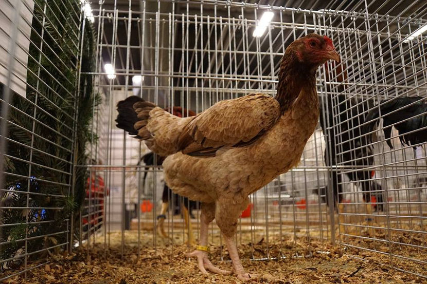  - EXPOZIȚIA EUROPEANĂ - HERNING 2018