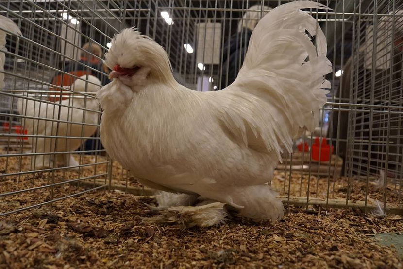  - EXPOZIȚIA EUROPEANĂ - HERNING 2018