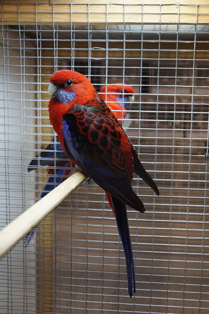  - EXPOZIȚIA EUROPEANĂ - HERNING 2018