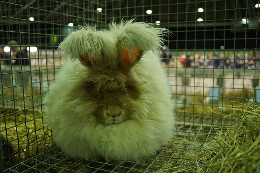  - EXPOZIȚIA EUROPEANĂ - HERNING 2018