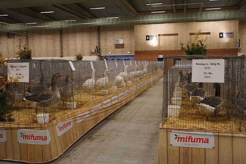  - EXPOZIȚIA EUROPEANĂ - HERNING 2018