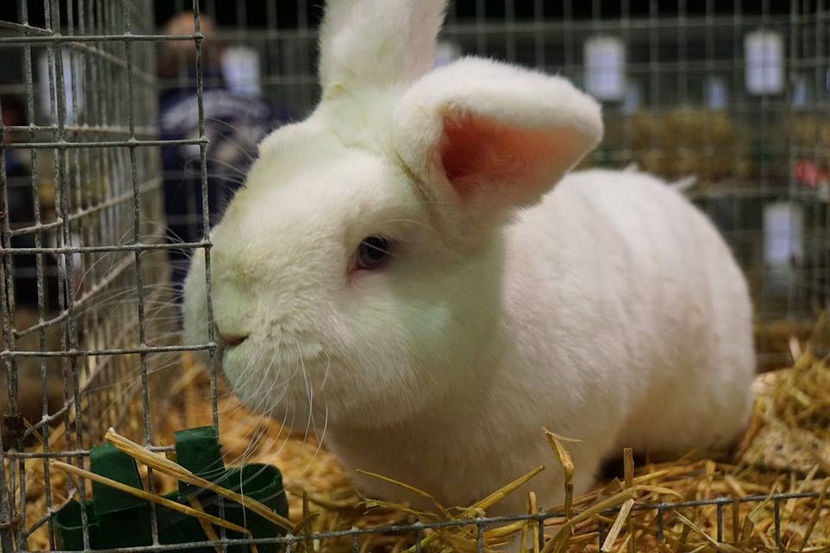  - EXPOZIȚIA EUROPEANĂ - HERNING 2018