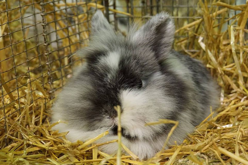  - EXPOZIȚIA EUROPEANĂ - HERNING 2018